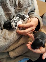 Day 7 They still have not opened their eyes, but they are growing so big! I can't tell the 3 black ones apart.