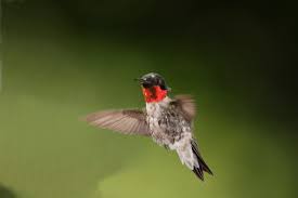 Birds of Brooklyn: Ruby-Throated Hummingbird - Brooklyn ...