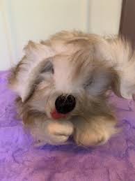 Vintage Plush Hand Puppet Furry Dog Puppy toy brown white ...