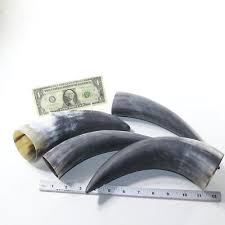 4 Raw Unfinished Cow Horns #7736 Natural Colored | eBay