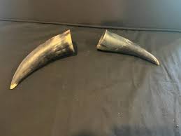 2 Raw Unfinished Cow Horns Natural Colored For Powder Horn ...
