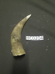 Small cow horn rustic decor wildlife HC0204 | eBay