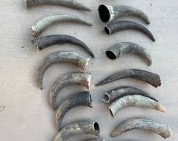 Steer Horn (one Horn Only) Raw Natural Cow Horns Bull for ...