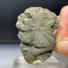 SS Rocks - Pyrite Sun (Sparta, Illinois) 30g | eBay