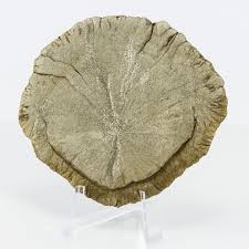 Pyrite Sun Large Shiny Miner's Dollar Crystal Fools Gold ...