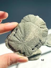 Pyrite Sun Disc: Sparta Illinois, Fool's Gold Healing ...