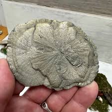 3.50" Pyrite Sun-Flower C – Prospectors Crystals, Rocks ...