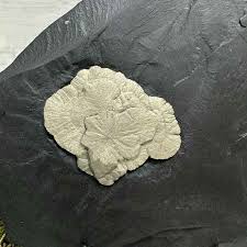 Pyrite Sun-Flowers In Matrix #1 – Prospectors Crystals ...