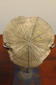 Miners Dollars – Dead Cat Curiosities