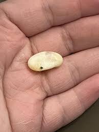 HELP! INCUBATE? : r/CrestedGecko