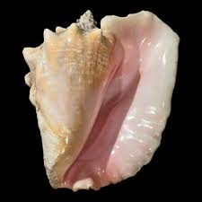 Vintage Conch Slit Shell Pink Elephant Ears Natural Ocean Seashell Beach Fossil | eBay