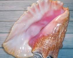 9 1/2" Adult FLORIDA Keys BEACH Collected Queen, Pink Conch Shell SEASHELL W/ No Harvest Hole, Bright Pink Aperture - Etsy