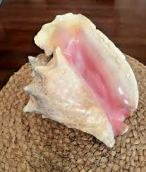 Conch Shell Large | eBay