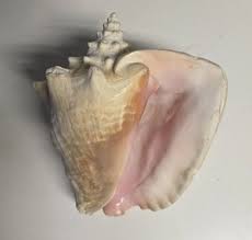 Extra Large Sea Shells | eBay