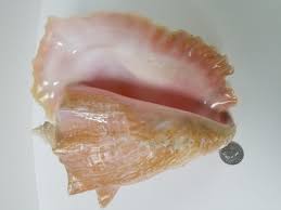 8 Inch Conch Trumpet Shell* - Etsy