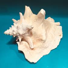 Large 8 Inch Sea Shell Vintage Huge Natural Collectable ...