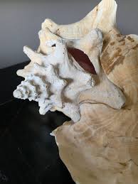 Vintage Giant Conch Shell, 12x8.5” - Etsy