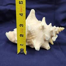 GORGEOUS LARGE KONCH SHELL š | EstateSales.org