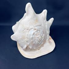 Queen Horned Conch ~4lb Shell 9" x 7" Tiger Stripe Nautical Sea Marine Decor VTG | eBay