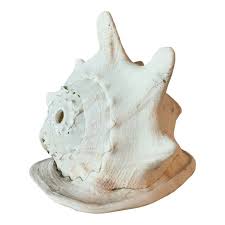 Queen Helmet Conch Shell | Chairish