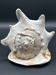 Cassis Cornuta for sale | eBay