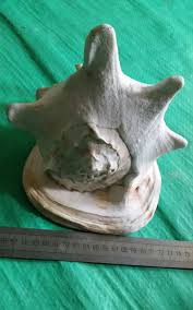 Helmet conch large | eBay Australia