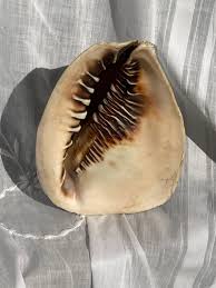 Vintage Conch Shell - Etsy