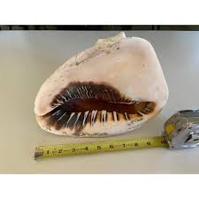 Vintage Large Helmet Conch Shell | Chairish