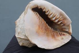 Large Vintage New England Seashell | Chairish