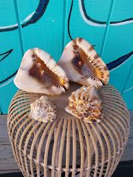 King Helmet Cassis Tuberosa Shell | Loving Coastal Living