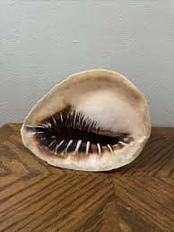 Large Horned Queens Helmet Conch Sea Shell 9”x7” Nautical ...