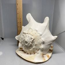 Horned Helmet Conch Shell Extremely Large. See Photos Read Description | eBay