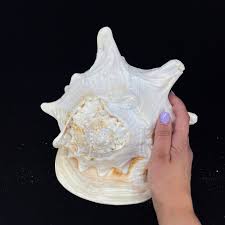 Yellow Helmet 10-11" – Salt Flat Trading Co.