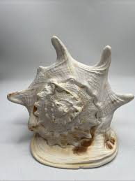 Queen Helmet Shell | eBay