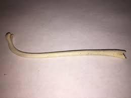 Raccoon Baculum | eBay