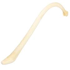 Large Adult Male Raccoon Penile Bone (baculum, Mountain ...