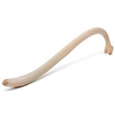 Amazon.com: American Heritage Industries Raccoon Baculum ...