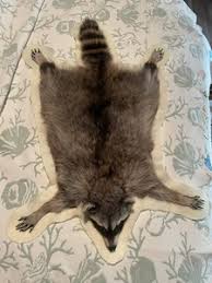 Stuffed Raccoon Taxidermy | eBay