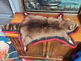 1950's Vintage Full Body Racoon Pelt Rug Authentic Original Oddities Taxidermy - Etsy Sweden