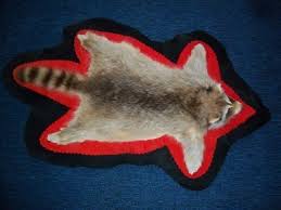 BLONDE RACCOON RUG TAXIDERMY ~ SKUNK TRAP FUR FOX DOG | #161047050