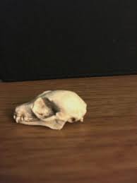Dwarf Bat Skull Replica - Etsy