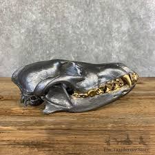 Coyote Skull Mount For Sale #21496 - The Taxidermy Store