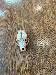Beetle Cleaned Wild Mink Skull - Etsy