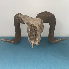 BIG HORN SHEEP MOUNT