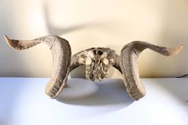 VINTAGE GOAT / RAM ANTLERS WITH SKULL - TAXIDERMY (21 Wide)