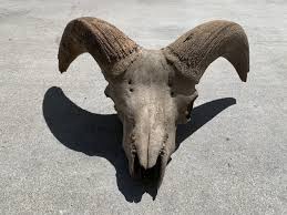 Any advice on cleaning and preserving this 60+ Year old skull & horn? : r/bonecollecting