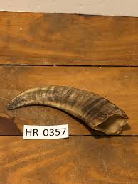 Ram Horn exotic Outdoors Hunting Wildlife Decoration texas Hill Country HR0357 | eBay