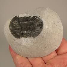 1.4" Scutellum TRILOBITE Fossil on Matrix - Devonian Age ...