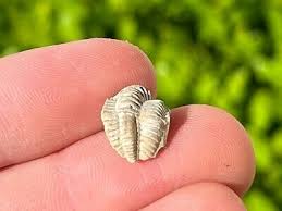 RARE Texas Fossil Trilobite Ditomopyge scitula Pennsylvanian ...