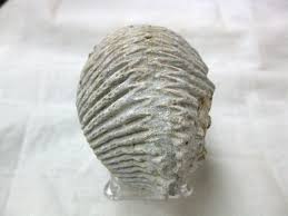 Madagascar Zipper Oyster #5 | Fossils for Sale